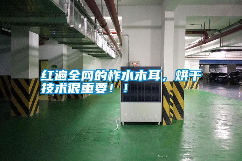 紅遍全網(wǎng)的柞水木耳，烘干技術(shù)很重要！！