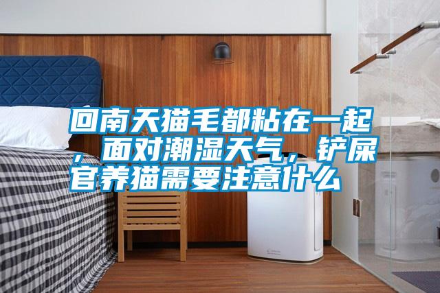 回南天貓毛都粘在一起,面對潮濕天氣,鏟屎官養(yǎng)貓需要注意什么