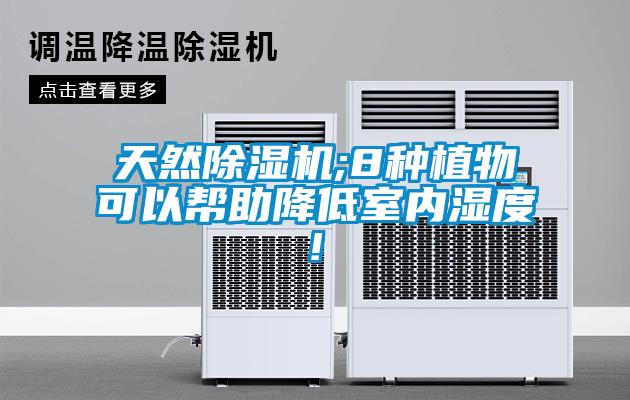 天然除濕機;8種植物可以幫助降低室內濕度!