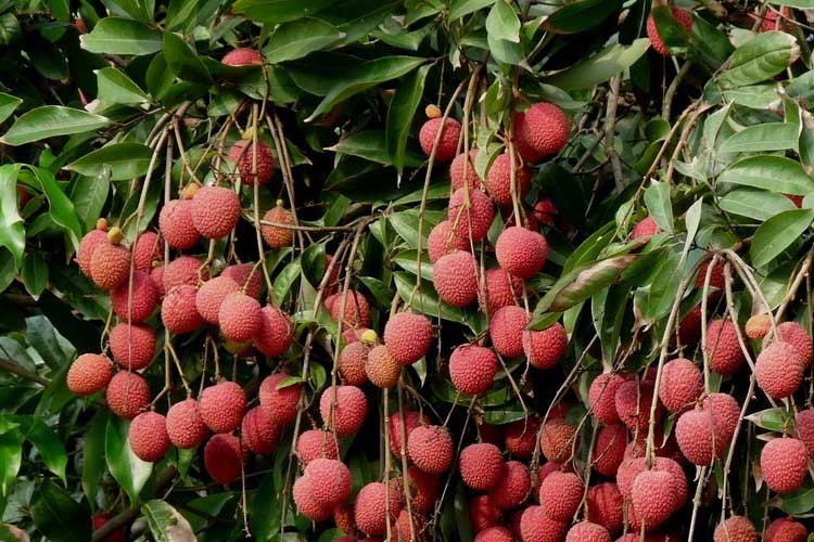 如何選擇荔枝烘干機(jī)改善荔枝干果？ 荔枝烘干機(jī)