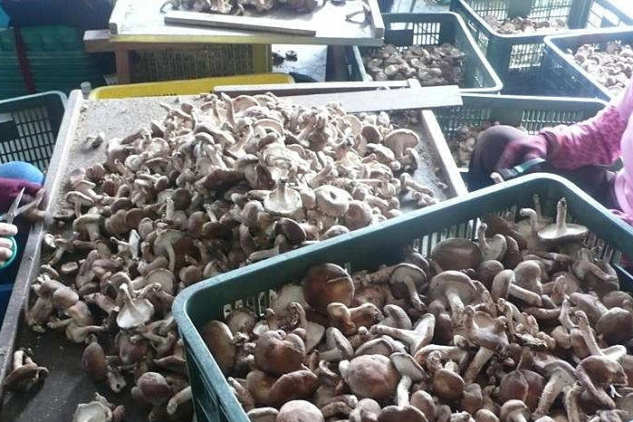 香菇烘干機專注蘑菇低成本智能烘干！